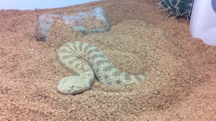 The sand viper was frightened by you and lay down nervously.