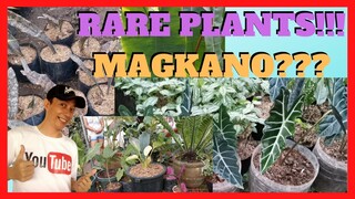 MURANG HOUSE PLANTS | Rare Plants | Indoor Outdoor Plants Names and Price | Teoriz Garden