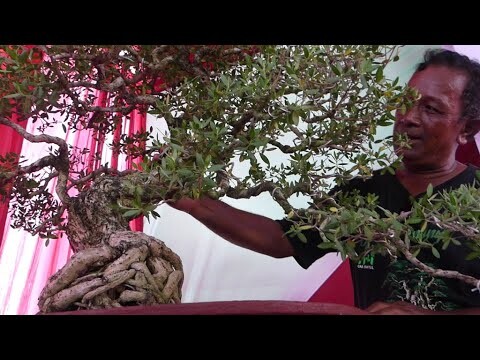 BONSAI SANTIGI CANTIK DAN ELOK , BERTUAH DAN BERHARGA PULUHAN HINGGA RATUSAN JUTA