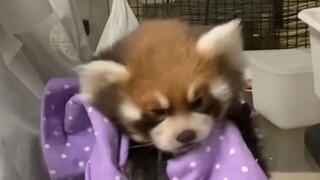 Red panda: Mom, take it easy, I'm spitting up!