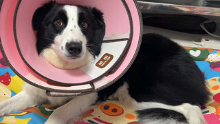 Anjing Border Collie saya menjalani operasi sterilisasi. Saya merebus ikan hitam untuk dimakannya, d