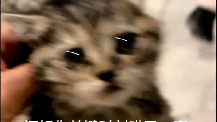 Pemilik rumah mengeluh karena kucing menginjak-injak dan mengotori mobilnya, lalu pihak pengelola ge