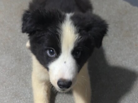 High-IQ Border Collie