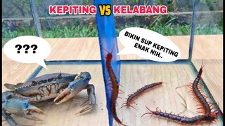 EKSPERIMEN: KEPITING vs KELABANG [BATTLE]