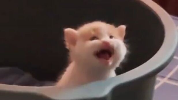 "Listen to Cats"