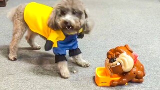 Dog Reaction to Playing Toy - Funny Dog Toy Reaction Compilation