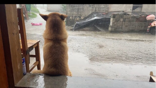 阿黄很喜欢看雨呀，难道是有什么心事