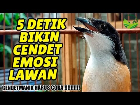 Pancingan Cendet Gacor MEMANGGIL LAWAN AMPUH untuk pancingan cendet bahan bakalan agar CEPAT BUNYI