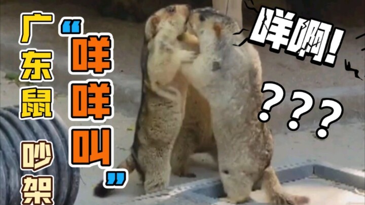 [พากย์เสียงภาษาจีนกวางตุ้งสุดอลังการ] หนูต่อสู้กวางตุ้ง ~ บา