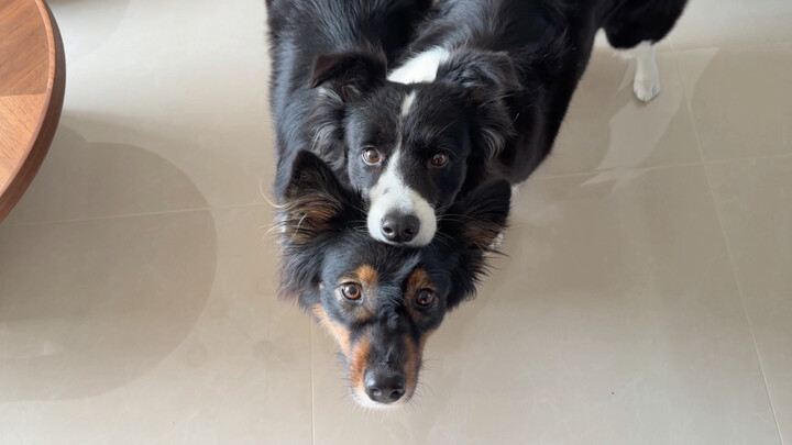 Who’s the big dog, and who’s the little dog?