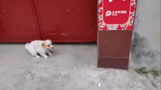 你进来啊！！！从这钻！！来啊！