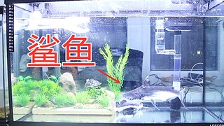Cá mập nước ngọt, nó đến rồi, gia tộc nghẹt thở lại có thêm thành viên mới