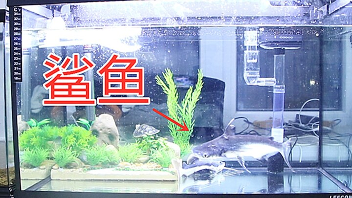 Cá mập nước ngọt, nó đến rồi, gia tộc nghẹt thở lại có thêm thành viên mới