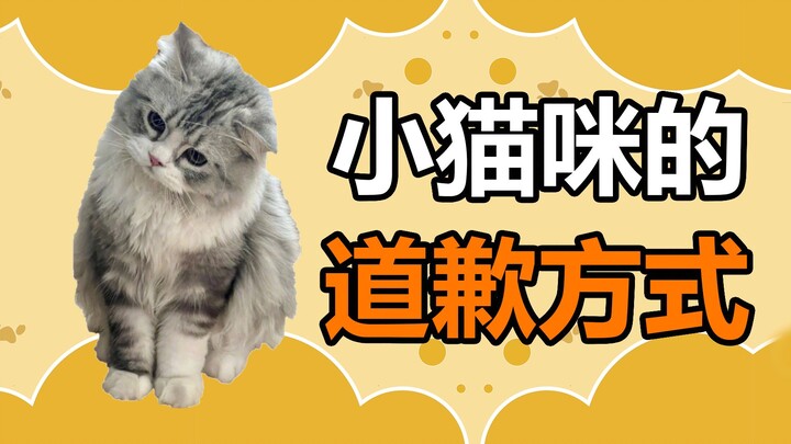 Fakta Menarik tentang Hewan Peliharaan: Tindakan-tindakan Kucing Setelah Membuat Kesalahan Ini Seben