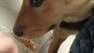 Bị Pepsi đánh cho tơi tả