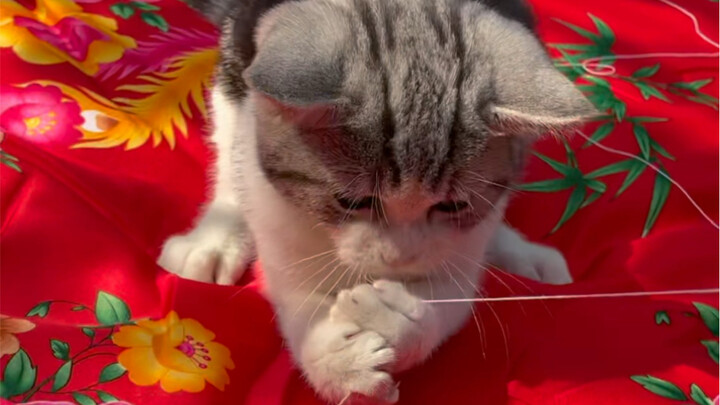 تحدي تغطية السرير بملاءة على الإنترنت كله—أليست كل عائلة تملك مثل هذه الملاءة؟