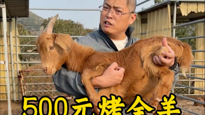 500 Yuan Roast Whole Lamb