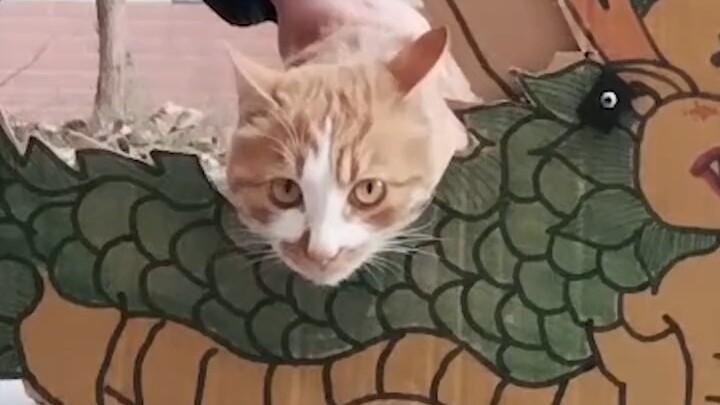 คุณครูคะ เมื่อไหร่จะถึงคิวซื่อฮั่นของหนูแล้วน้า # สัตว์เลี้ยง