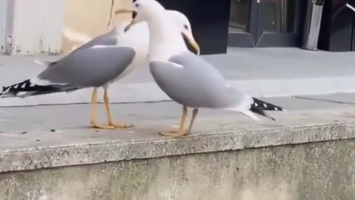 Burung camar mengisi kekosongan karena di langit tidak ada husky.