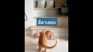 สู้เค้าไม่ได้ หาคนช่วย