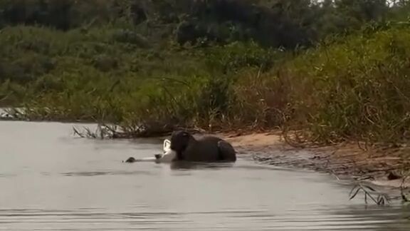 Onça capturando um jacaré