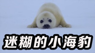 Super-cute baby seal mistakes wildlife photographer for its mother