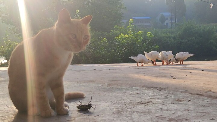 How I’m Raising Geese in the Village