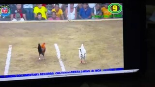 MCA fiesta 3wins        lose