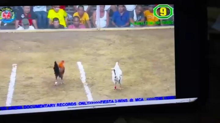 MCA fiesta 3wins        lose