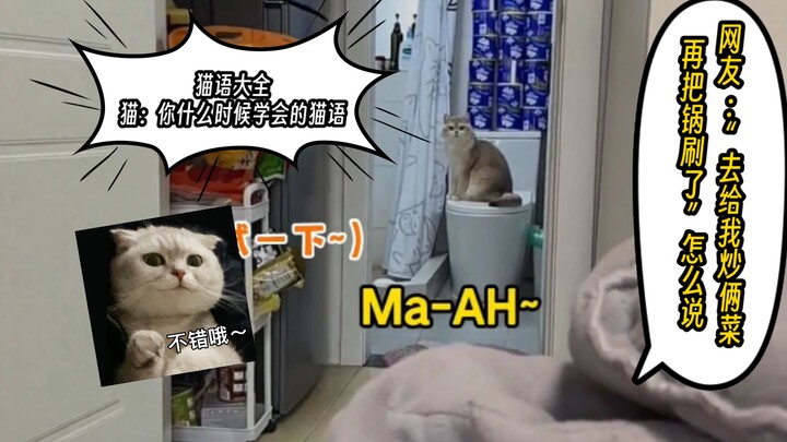 这么神奇吗？随机挑选一只幸运流浪猫~#猫语言