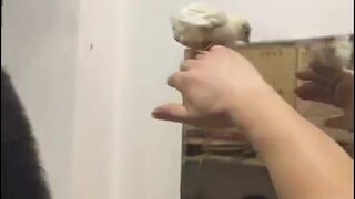 Một miếng một con muỗi lớn