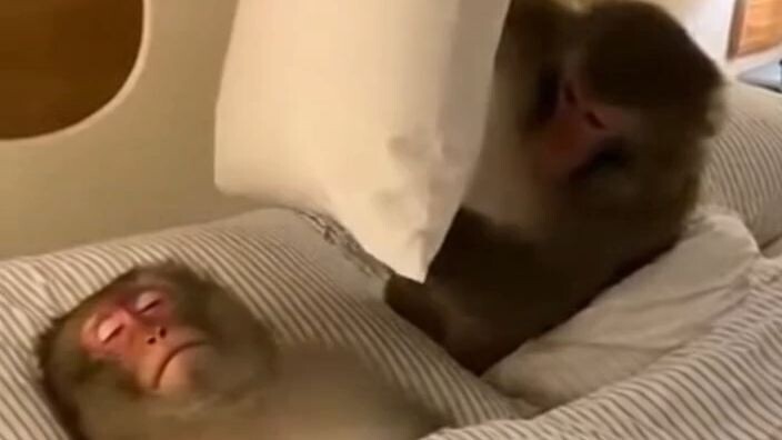 猴子打呼噜！😂🐒