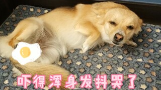 Anjing tersebut secara tidak sengaja menyakiti pemiliknya dan tidak melawan meskipun dipukul atau di