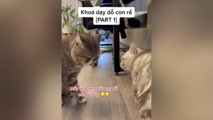 Chuyện mẹ chồng-con dâu xưa rồi, giờ ngta hóng chuyện bố vợ-con rể 🤭🤭🤭 Tea Ice mèo meo meow cats catlover catsotiktok xuhuong cat