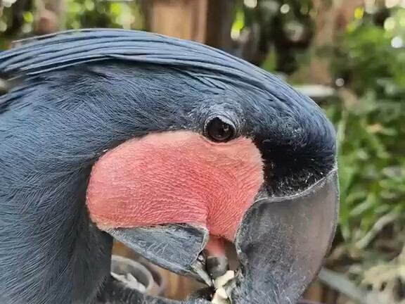 The parrot's tongue is so flexible; it can separate the peanut shells!