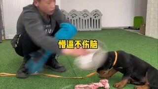 The dog got beaten again—being dumb doesn't hurt your brain!