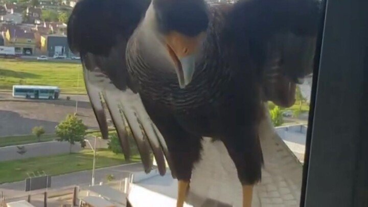 Elang raksasa berkepala merah pertama kali bertemu dinding udara…