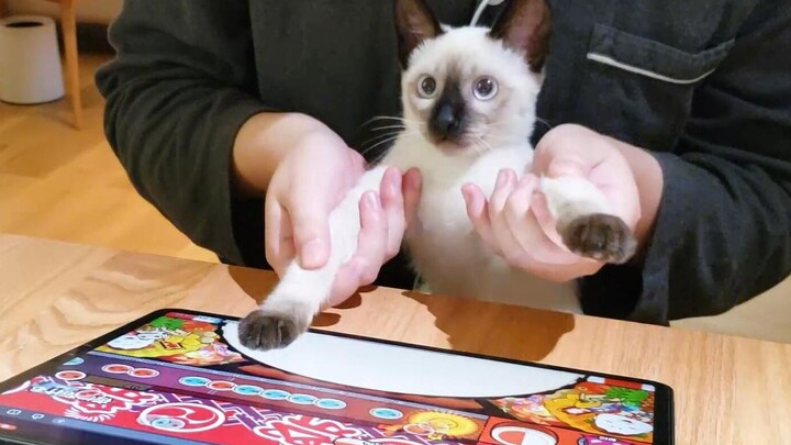 ไทโกะดะเนียว - วิ่งฝ่าราตรี YOASOBI