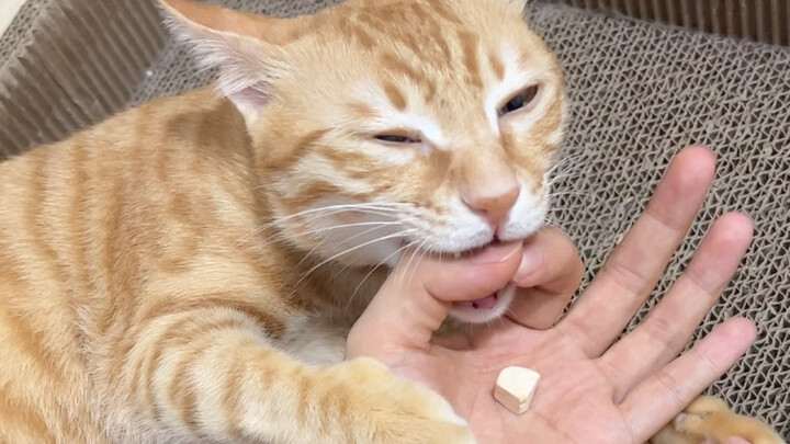 Khi tôi thử IQ cho hai chú mèo nhỏ trong nhà