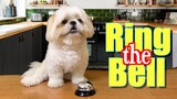 Cute Shih Tzu Rings The Bell For Unlimited Treats | Cute & Funny Shih Tzu Dog Video