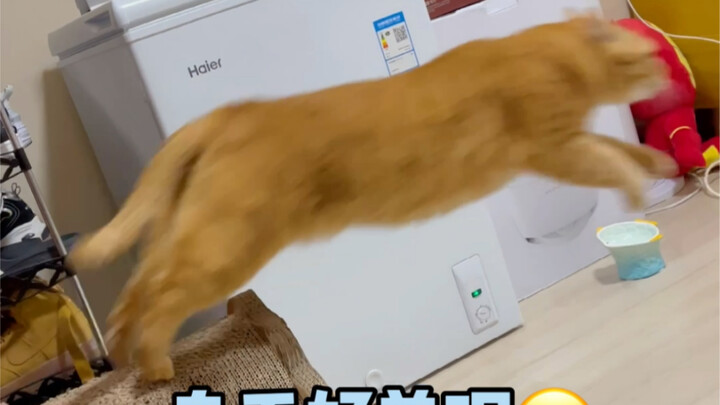 Mau kucing? Kucing gemuk! Kucing tua! Kucing yang bakal bikin kamu kelelahan ngejar-ngejar!