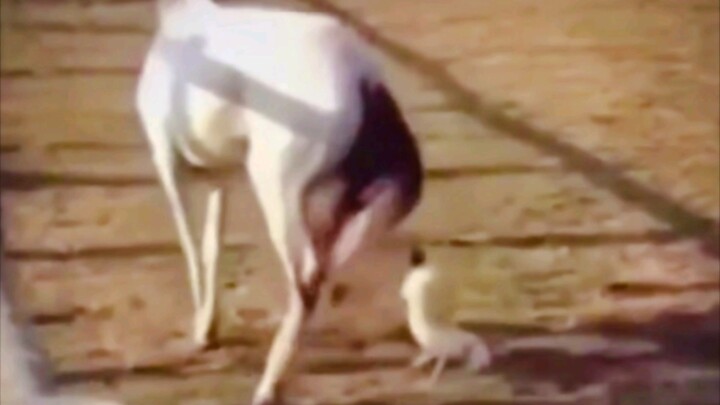Kun Kun holds his own against the howling horse