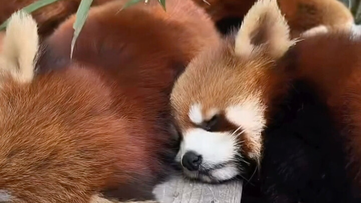 Fluffy little pandas sleeping in a row