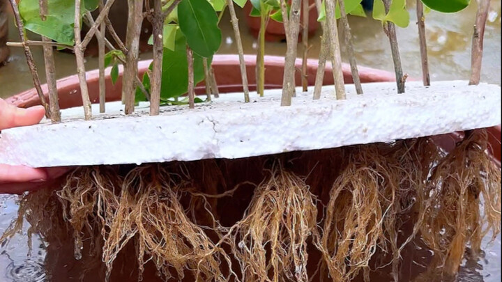 Clever Ways to Grow Flowers Using Foam Boards