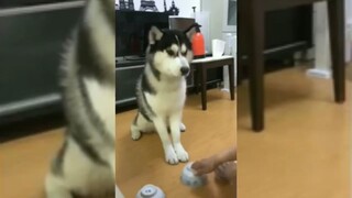 หมาอยาก เอาจูบๆ เหม็นมาก อันตลาย ฮาทุกฉาก ขำไม่ไหว！#Funny