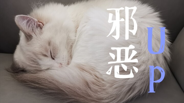 趁布偶睡着玩他弟弟会怎么样？