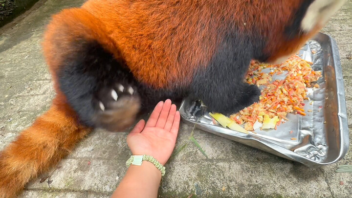 Tiantian’s little feet, with nowhere to rest, are so funny.