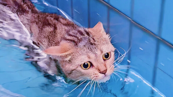 My cat almost drowned and died today!