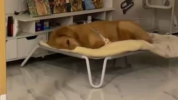 مراجعة تصرفات الجرو بعد إيقاظه من النوم - يبدو أن الكلاب أيضًا لديها مزاج سيئ عند الاستيقاظ!