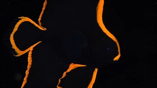 幼年态的圆翅燕鱼 美艳不可方物